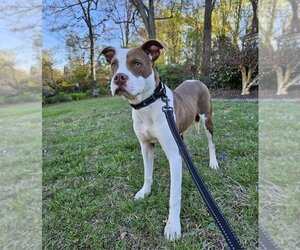 American Pit Bull Terrier-Unknown Mix Dogs for adoption in Forest, VA, USA
