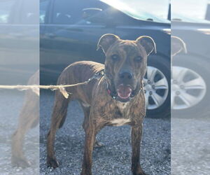 Aiko - Male Mutt Dog for Adoption - Photo #2