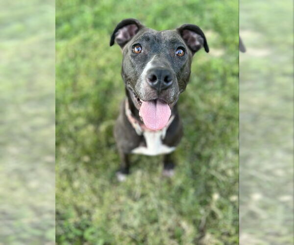 Medium Photo #56 American Pit Bull Terrier-Unknown Mix Puppy For Sale in Germantown, OH, USA