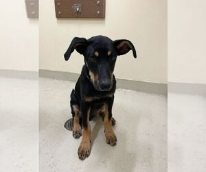 Doberman Pinscher-Unknown Mix Dogs for adoption in Fremont, CA, USA