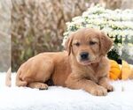 Grace - Female Golden Retriever Puppy for Sale - Photo #3
