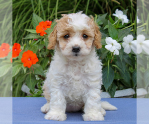 Cavapoo Puppy for sale in EAST EARL, PA, USA