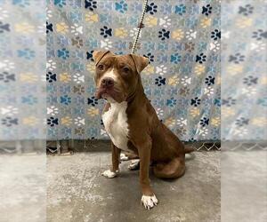 Mutt Dogs for adoption in Rosenberg, TX, USA