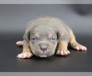 American Bully Puppy for sale in CHAMPAIGN, IL, USA