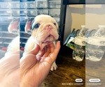 Small #5 French Bulldog