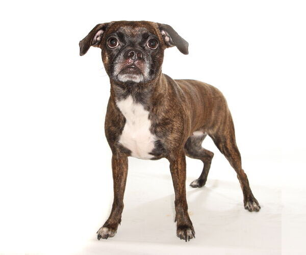 Medium Photo #2 Pug-Unknown Mix Puppy For Sale in Oakland Park, FL, USA