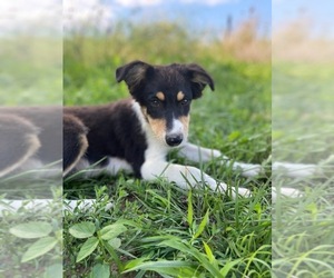 Australian Shepherd Dogs for adoption in DIXON, MO, USA