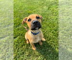 Small #1 Mutt