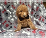 Small #2 Goldendoodle (Miniature)