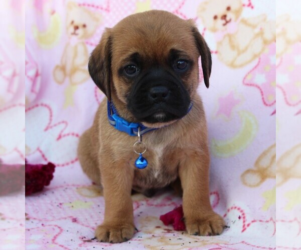 Medium Photo #1 Puggle Puppy For Sale in CHARLOTT HALL, MD, USA