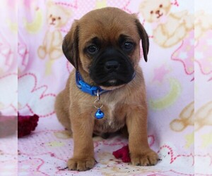 Puggle Puppy for sale in CHARLOTT HALL, MD, USA