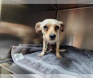 Chihuahua Dogs for adoption in Pasadena, CA, USA