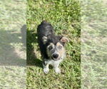 Small Mutt