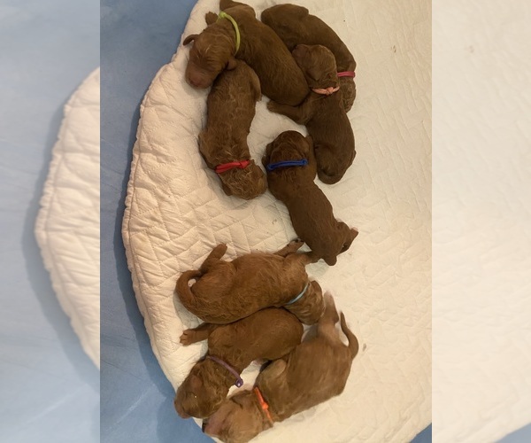 Medium Photo #1 Goldendoodle Puppy For Sale in BREA, CA, USA