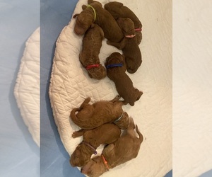 Goldendoodle Litter for sale in BREA, CA, USA