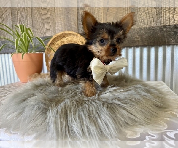 Medium Photo #6 Yorkshire Terrier Puppy For Sale in NAPPANEE, IN, USA
