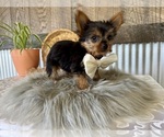 Small #5 Yorkshire Terrier