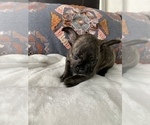 Small Photo #6 French Bulldog Puppy For Sale in JOHNS ISLAND, SC, USA