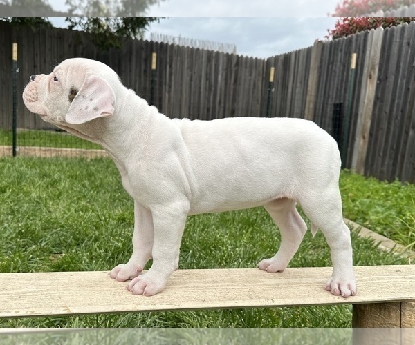 Medium Photo #11 American Bulldog Puppy For Sale in PLUMAS LAKE, CA, USA