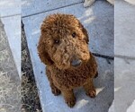 Small Photo #1 Goldendoodle Puppy For Sale in PECK, KS, USA