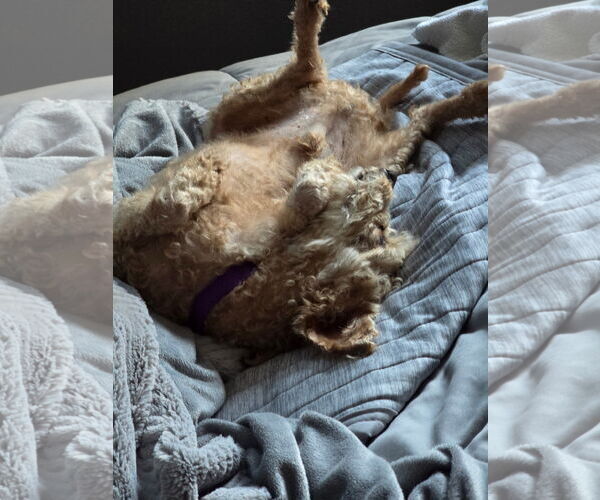 Medium Photo #1 Poodle (Miniature) Puppy For Sale in Coralville, IA, USA