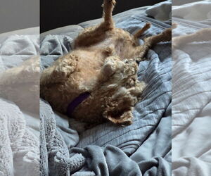 Poodle (Miniature) Dogs for adoption in Coralville, IA, USA