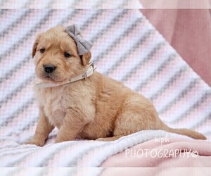 Golden Retriever Puppy for sale in LIBERTY, KY, USA