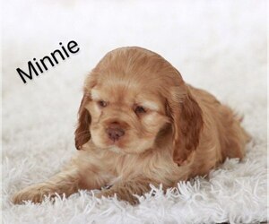 Cocker Spaniel Puppy for Sale in LOYAL, Wisconsin USA