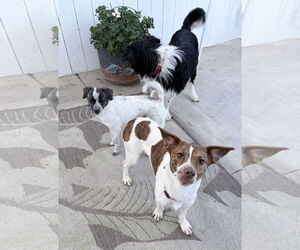 Paloma - Female Beagle-Unknown Mix Dog for Adoption - Photo #5
