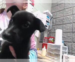 German Shepherd Dog Dogs for adoption in Tulsa, OK, USA