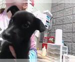 Small German Shepherd Dog