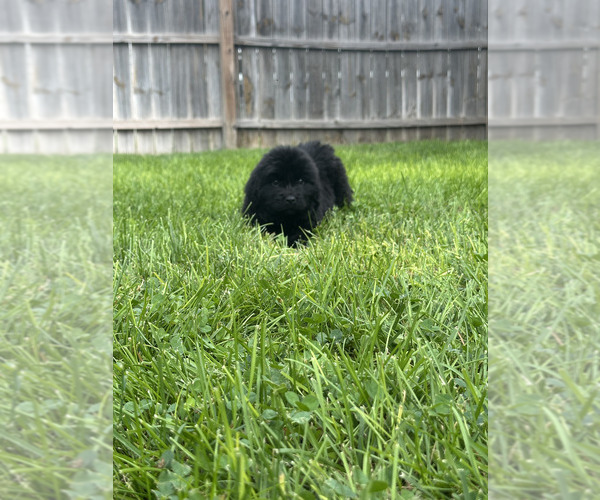 Medium Photo #24 Newfoundland Puppy For Sale in CAMBRIDGE, NE, USA