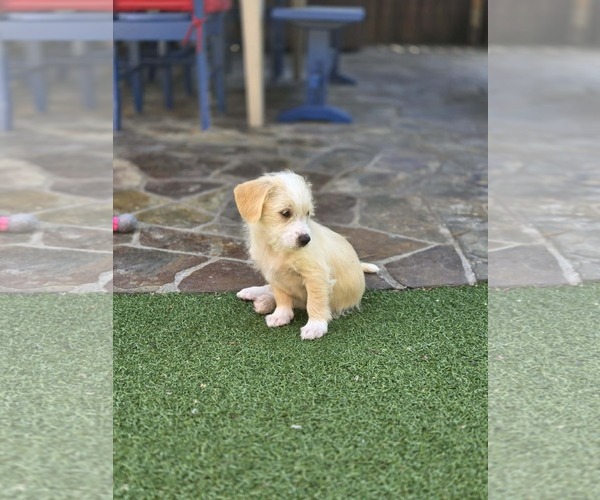 Medium Photo #3 Mutt Puppy For Sale in Mission Viejo, CA, USA