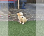 Small #2 Mutt