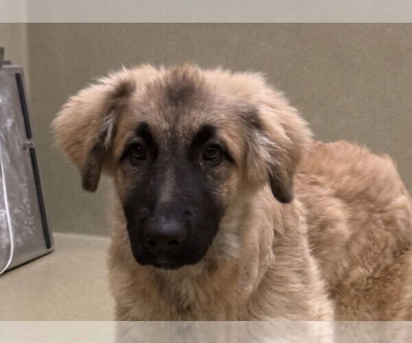 Medium Photo #1 Anatolian Shepherd Puppy For Sale in Petaluma, CA, USA