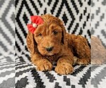 Small Photo #6 Irish Doodle Puppy For Sale in BAINBRIDGE, MD, USA