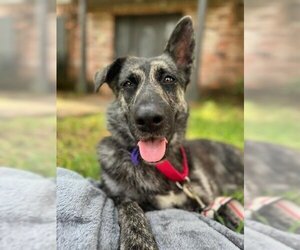 Collie-Dutch Shepherd  Mix Dogs for adoption in Baytown, TX, USA