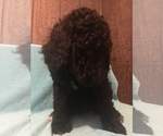 Small Photo #10 Poodle (Standard) Puppy For Sale in WEST UNITY, OH, USA