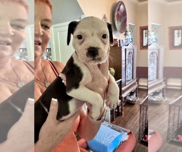 Medium Photo #5 American Staffordshire Terrier-Unknown Mix Puppy For Sale in Brewster, NY, USA