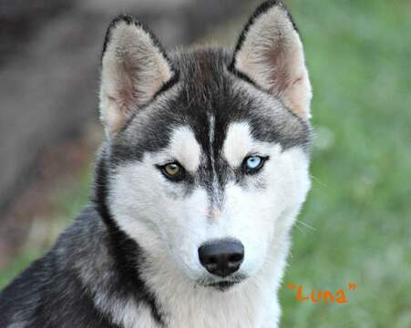 Medium Photo #2 Siberian Husky Puppy For Sale in BEVERLY, OH, USA