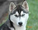 Small Photo #2 Siberian Husky Puppy For Sale in BEVERLY, OH, USA