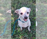 Small Photo #3 Chihuahua-Unknown Mix Puppy For Sale in New York, NY, USA