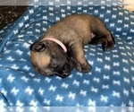 Small Photo #306 Belgian Malinois Puppy For Sale in REESEVILLE, WI, USA