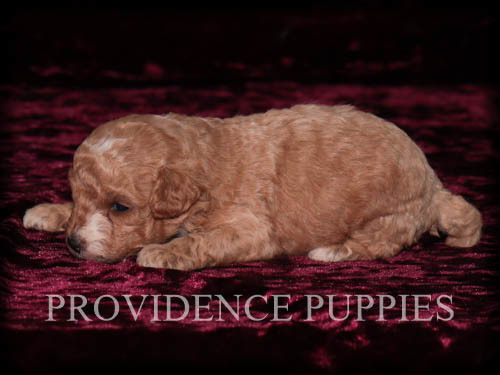 Medium Photo #4 Poodle (Miniature) Puppy For Sale in COPPOCK, IA, USA