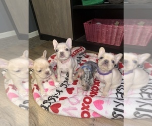 French Bulldog Litter for sale in SUGAR HILL, GA, USA