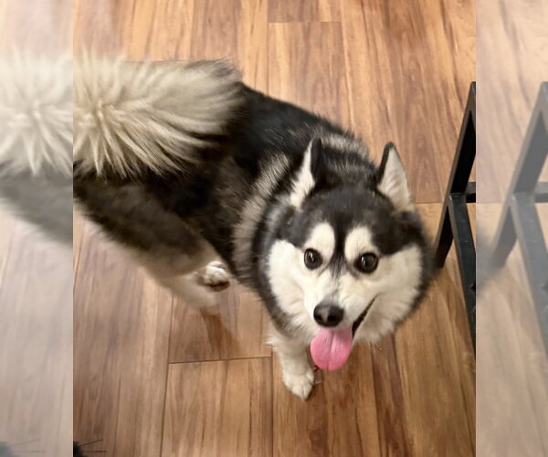 Medium Photo #2 Pomsky Puppy For Sale in Mundelein, IL, USA