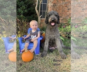 Mother of the Goldendoodle puppies born on 09/29/2023