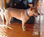 Small #3 Labrador Retriever-Retriever  Mix