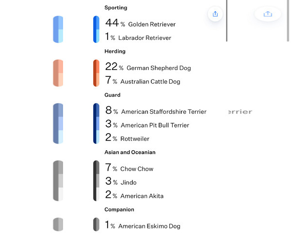 Medium Photo #6 Golden Shepherd Puppy For Sale in San Bernardino , CA, USA