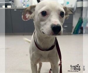 Chihuahua-Unknown Mix Dogs for adoption in Washington, DC, USA